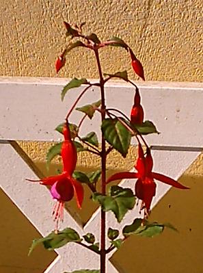 mi%20fuchsia.JPG