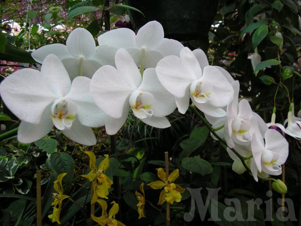 Mi%20preciosa%20phal-M-Firmada.jpg