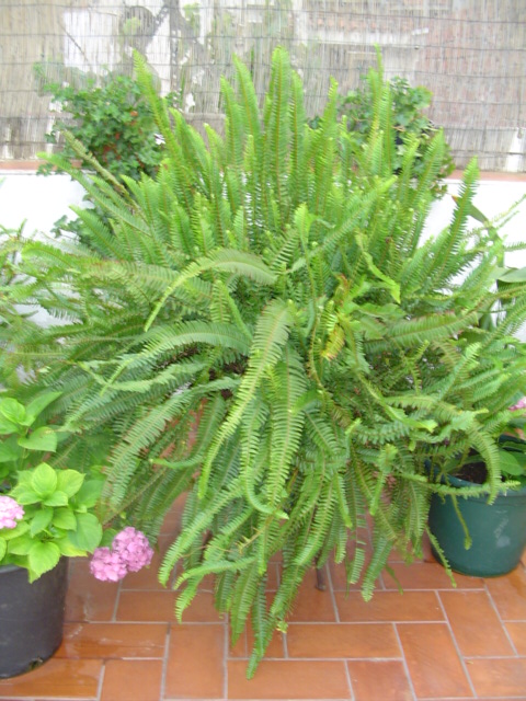 Mi%20querido%20patio%20001.jpg
