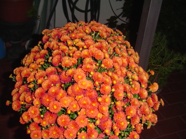 Mi%20querido%20patio%20053.jpg