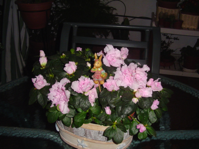 Mi%20querido%20patio%20055%7E0.jpg
