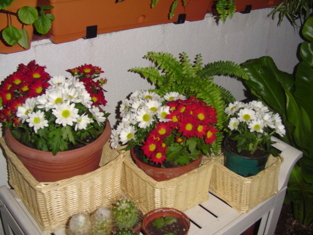 Mi%20querido%20patio%20056.jpg