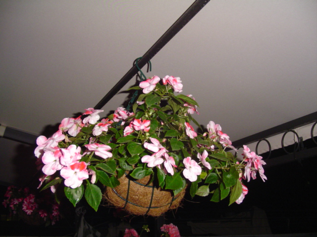 Mi%20querido%20patio%20057.jpg