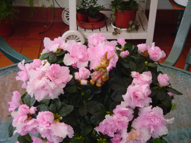 Mi%20querido%20patio%20085.jpg
