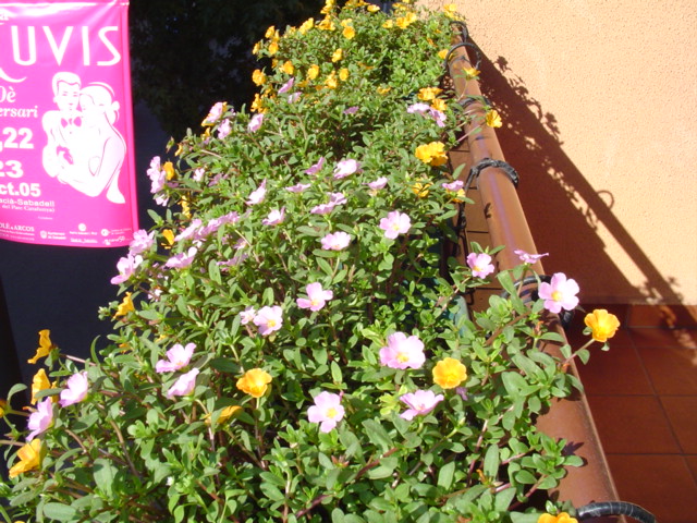 Mi%20querido%20patio%20089.jpg