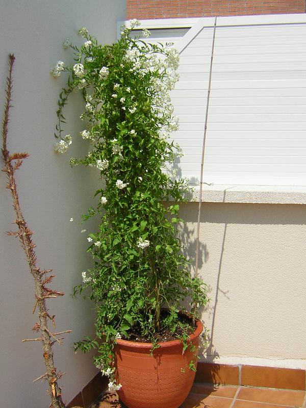 mi%20terraza%20007.jpg