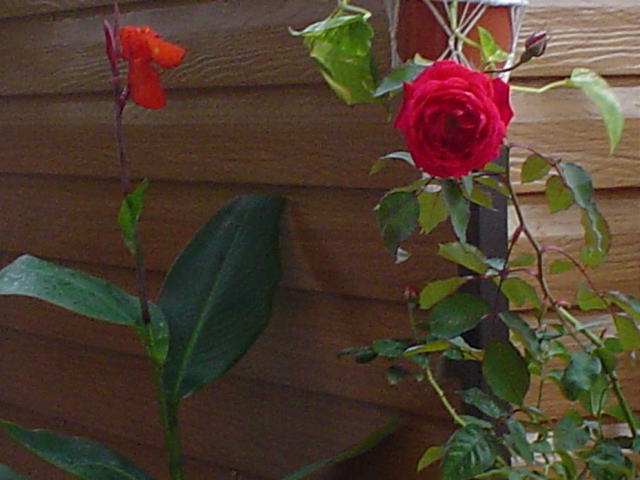 mi%20terraza%20158.jpg