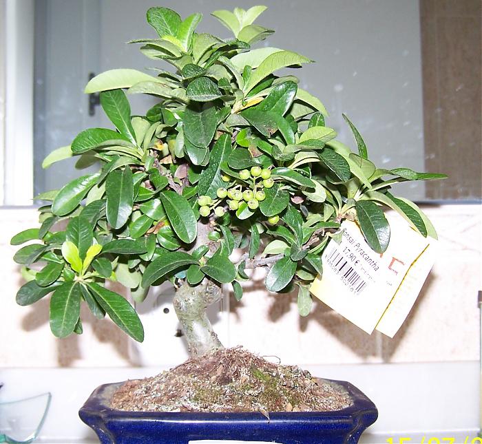 mi bonsai 002.jpg