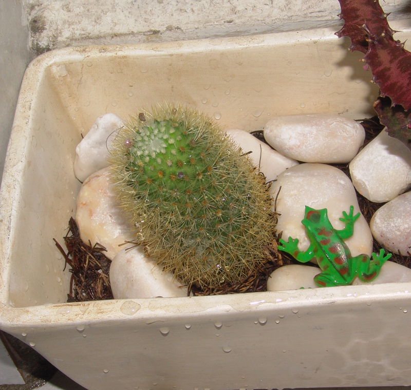 mi-captus-espinoso.jpg