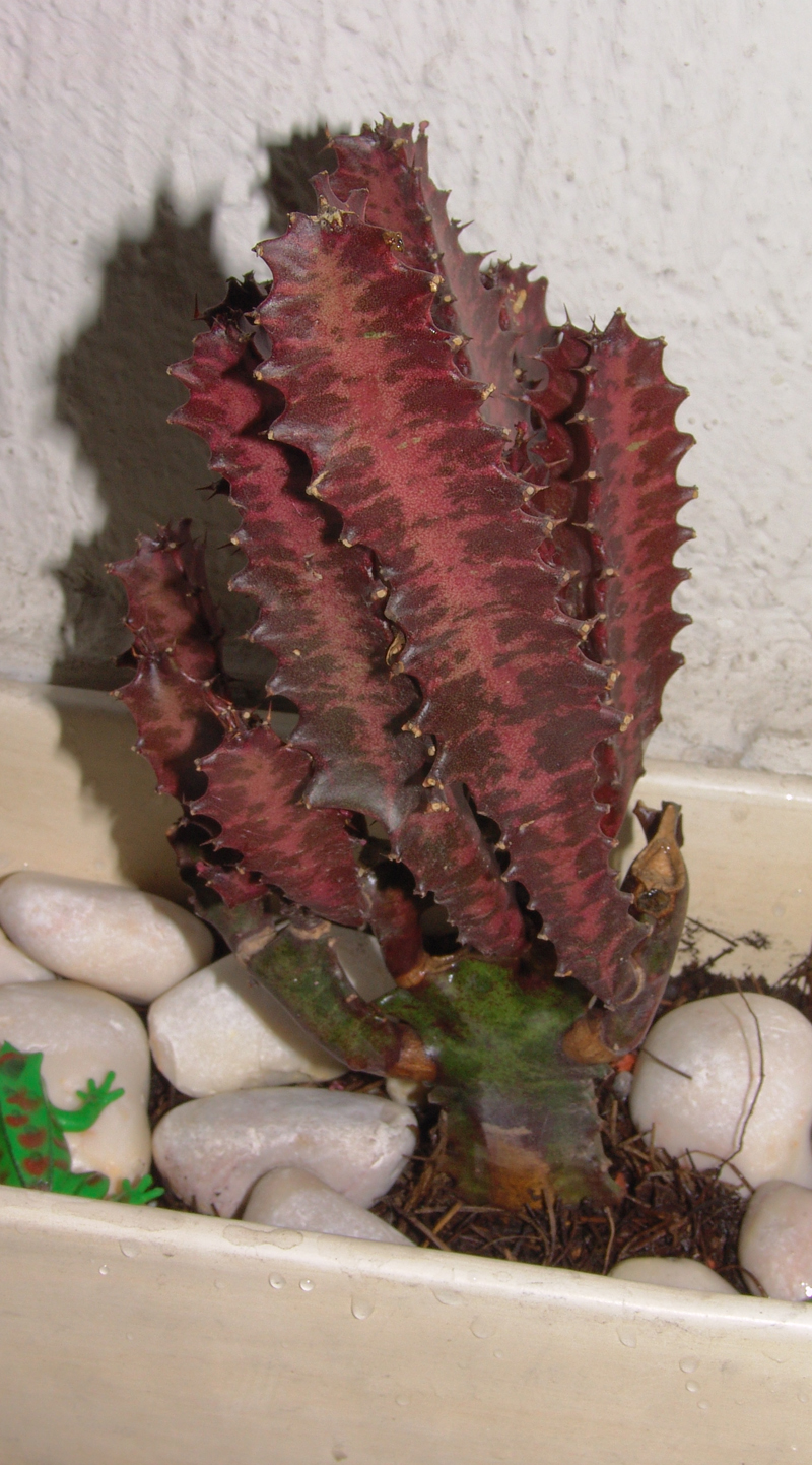 mi-captus-rojo.jpg