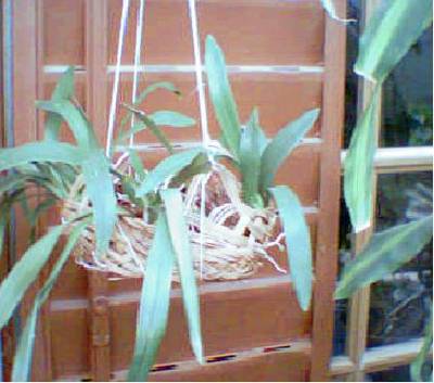 mi_oncidium_1.JPG