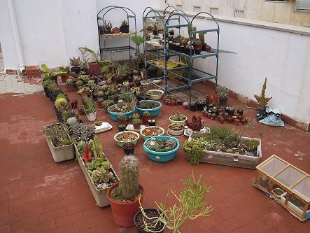 mi_rincon_de_cactus.JPG