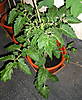 Mi_Tomatal08.jpg