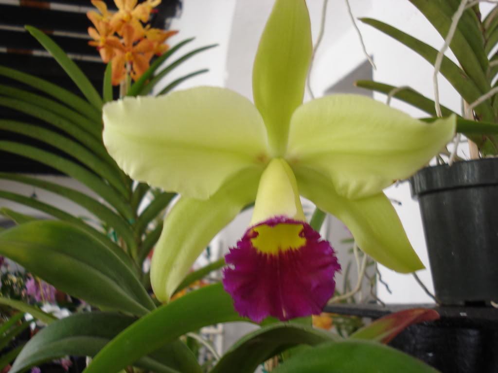 miamiorquis349.jpg