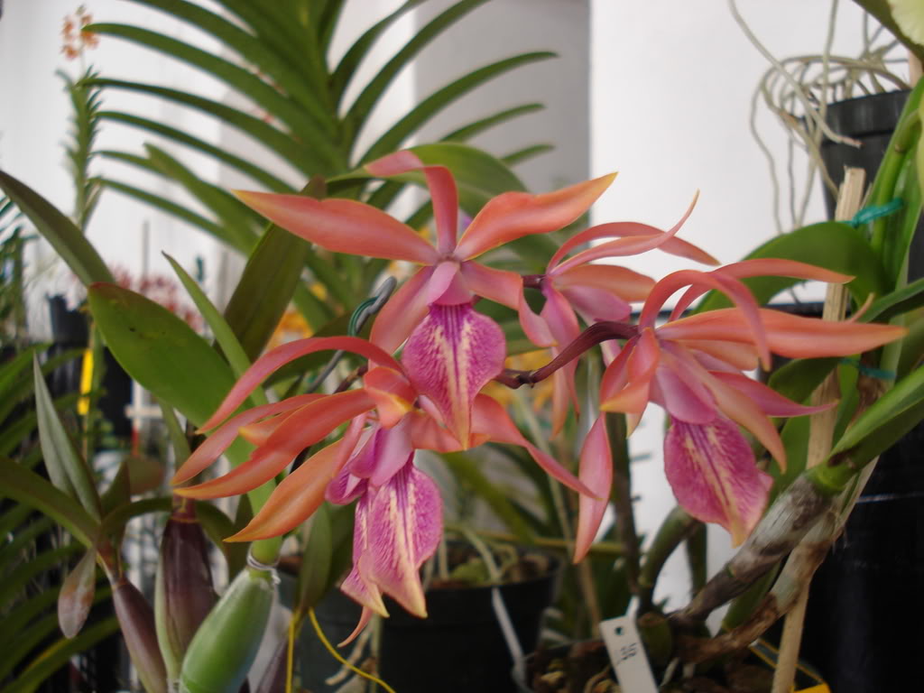 miamiorquis350.jpg
