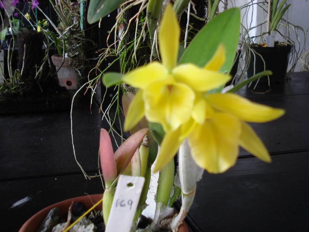 miamiorquis351.jpg