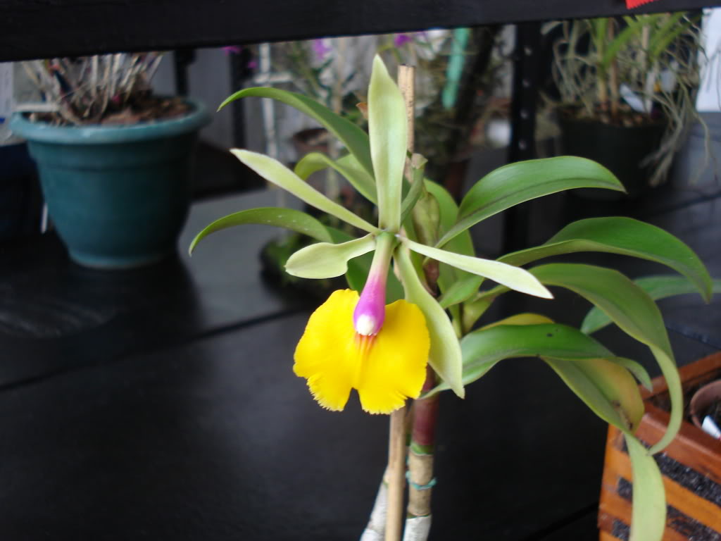 miamiorquis352.jpg