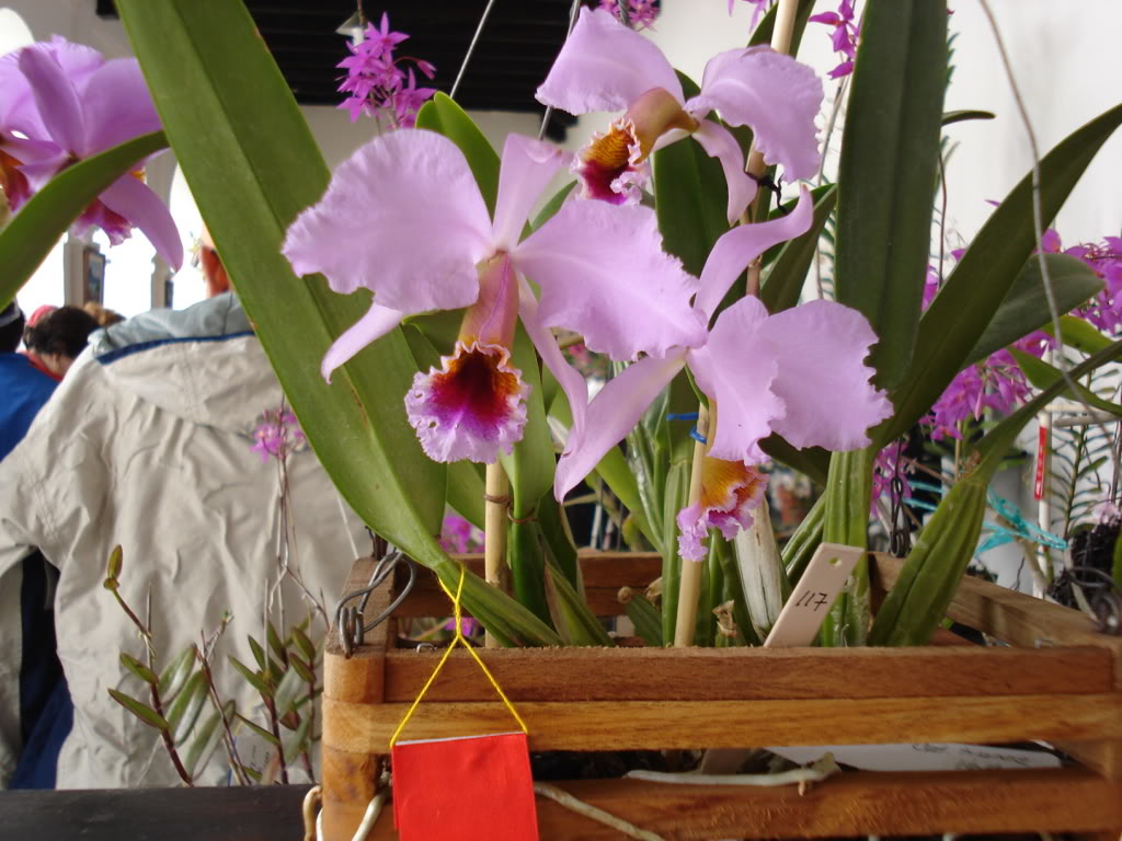 miamiorquis354.jpg