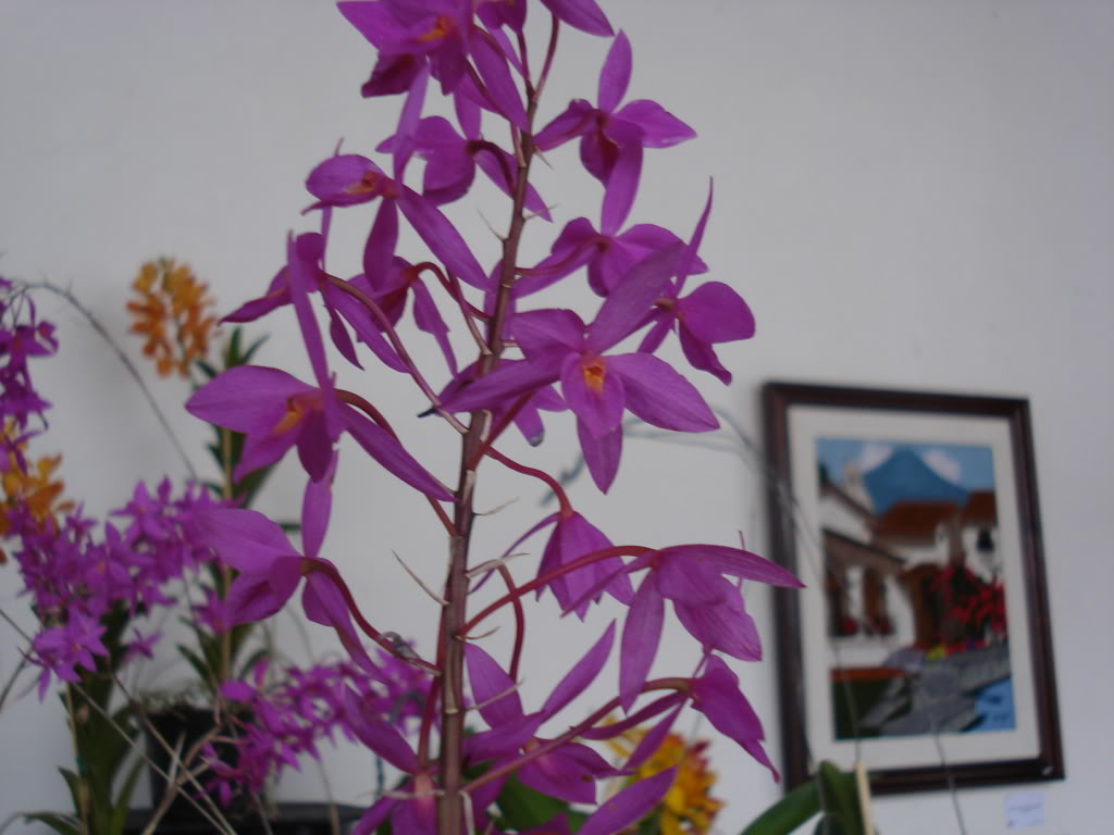miamiorquis356.jpg