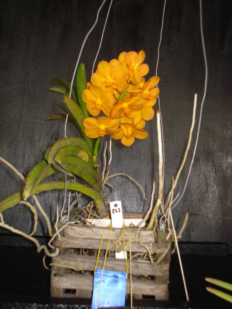 miamiorquis358-1.jpg
