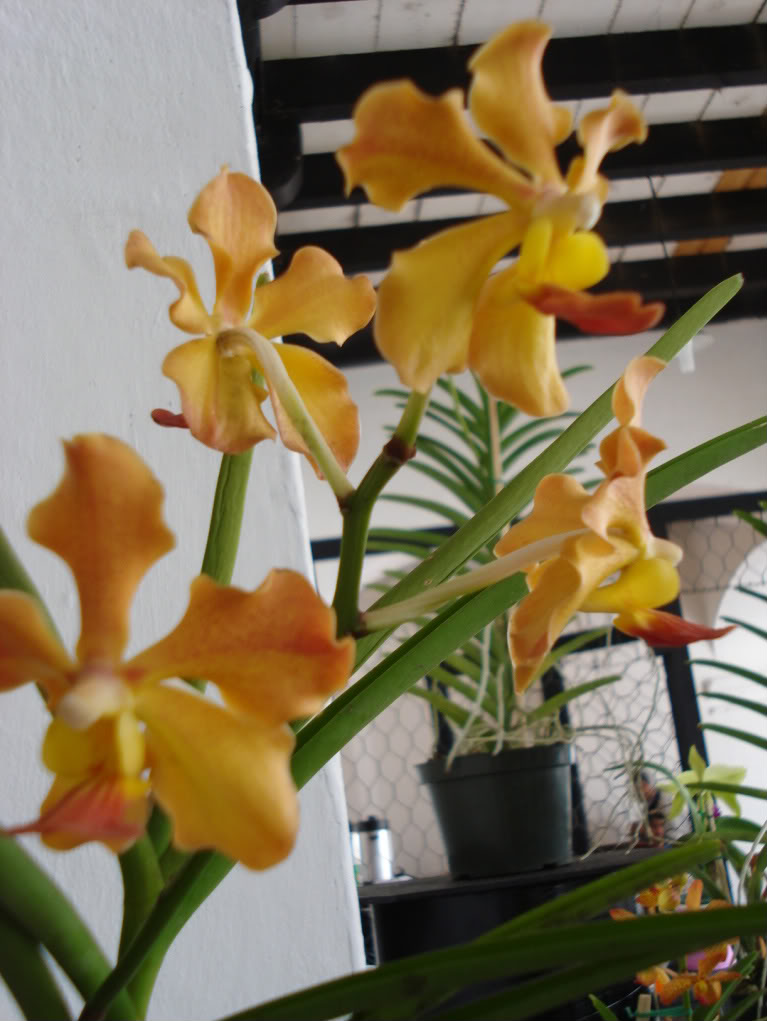 miamiorquis361-1.jpg