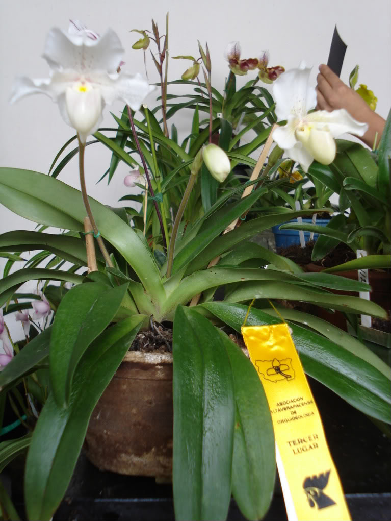 miamiorquis363-1.jpg