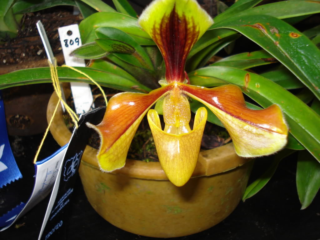 miamiorquis364.jpg