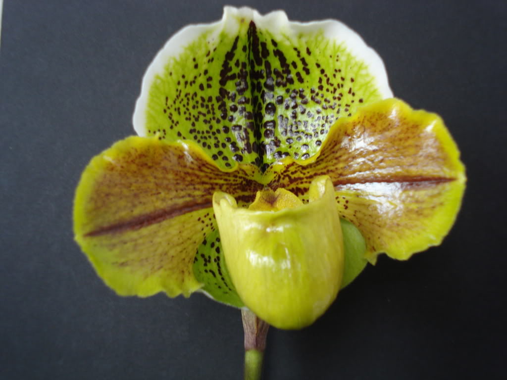 miamiorquis366.jpg