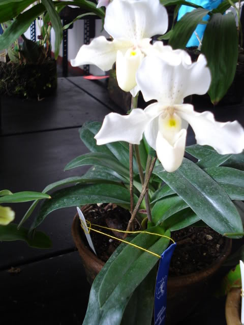 miamiorquis367.jpg