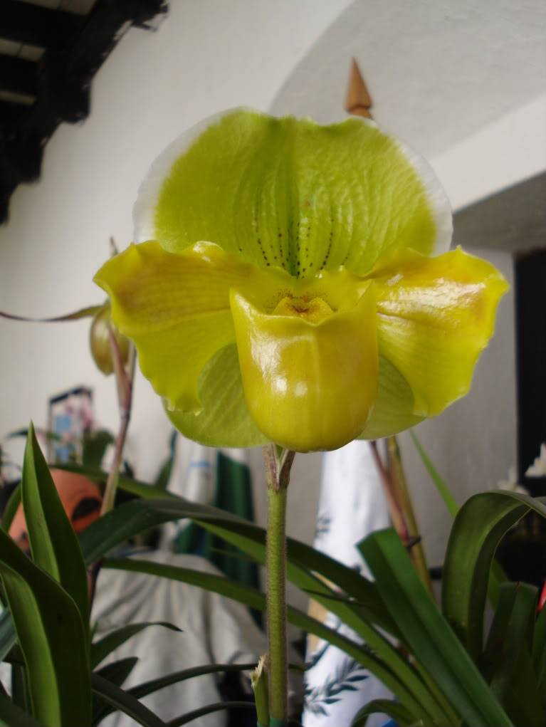 miamiorquis368-1.jpg