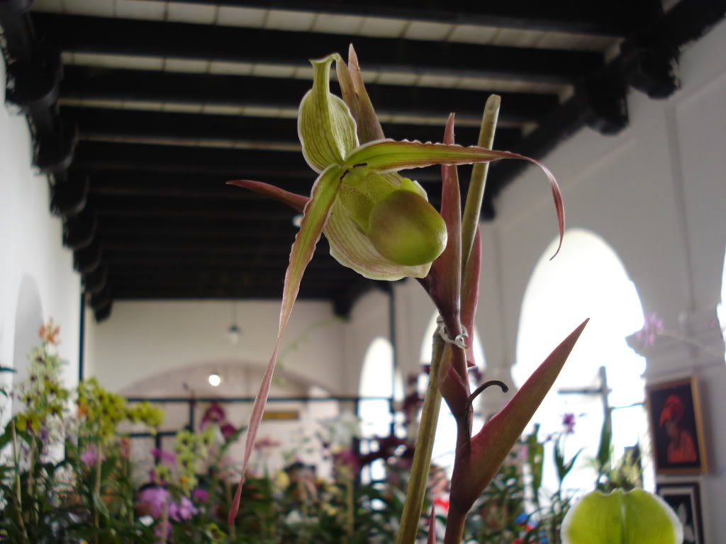 miamiorquis372.jpg