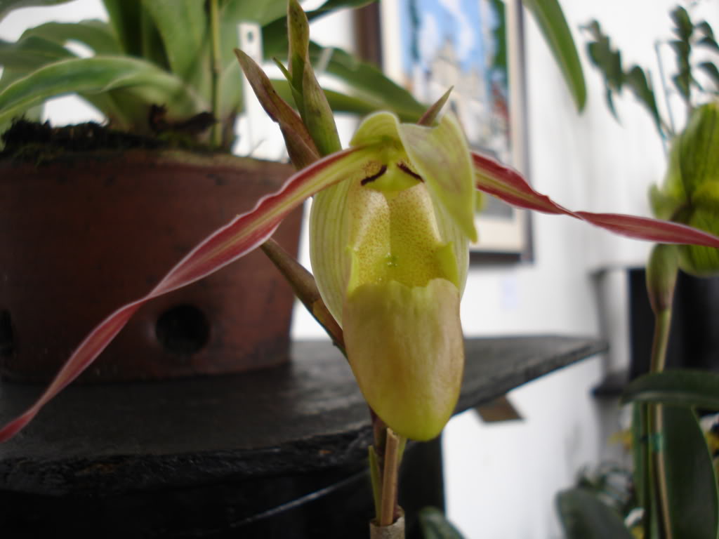 miamiorquis373.jpg