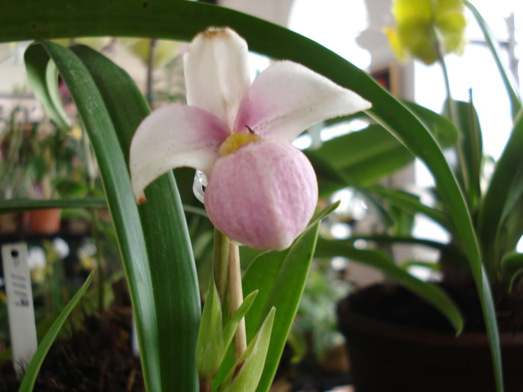 miamiorquis374.jpg