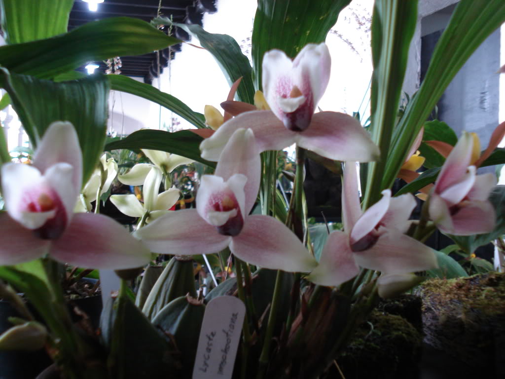 miamiorquis375.jpg