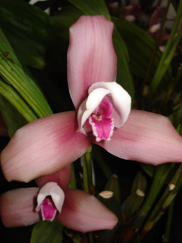 miamiorquis376.jpg