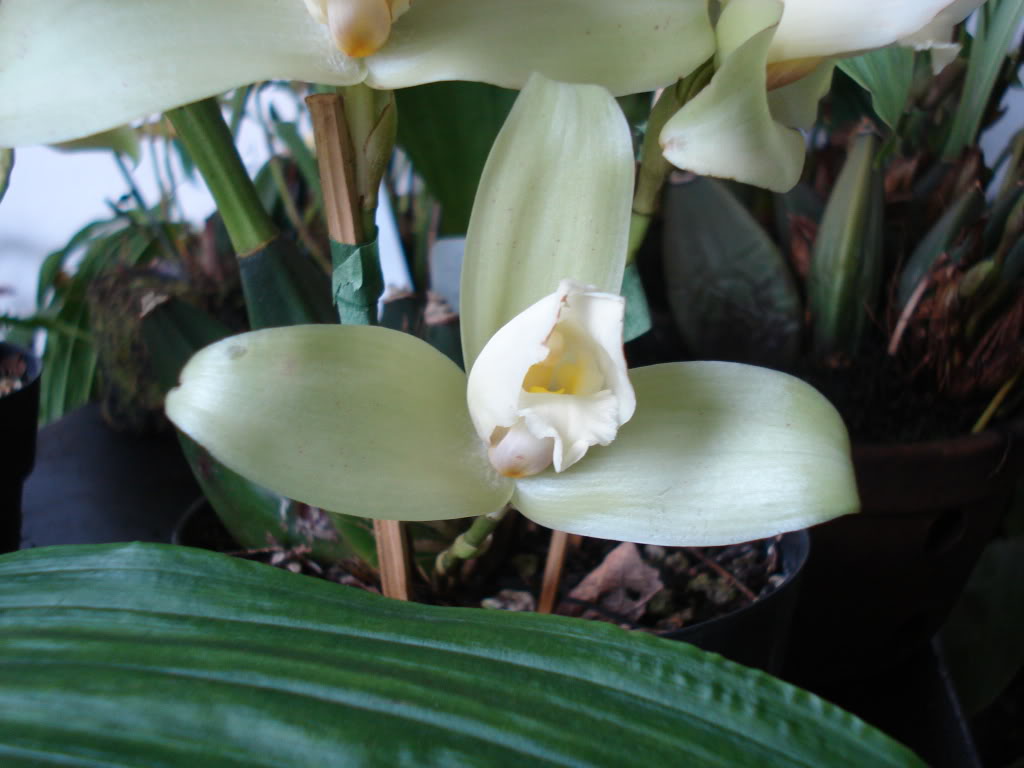 miamiorquis377.jpg