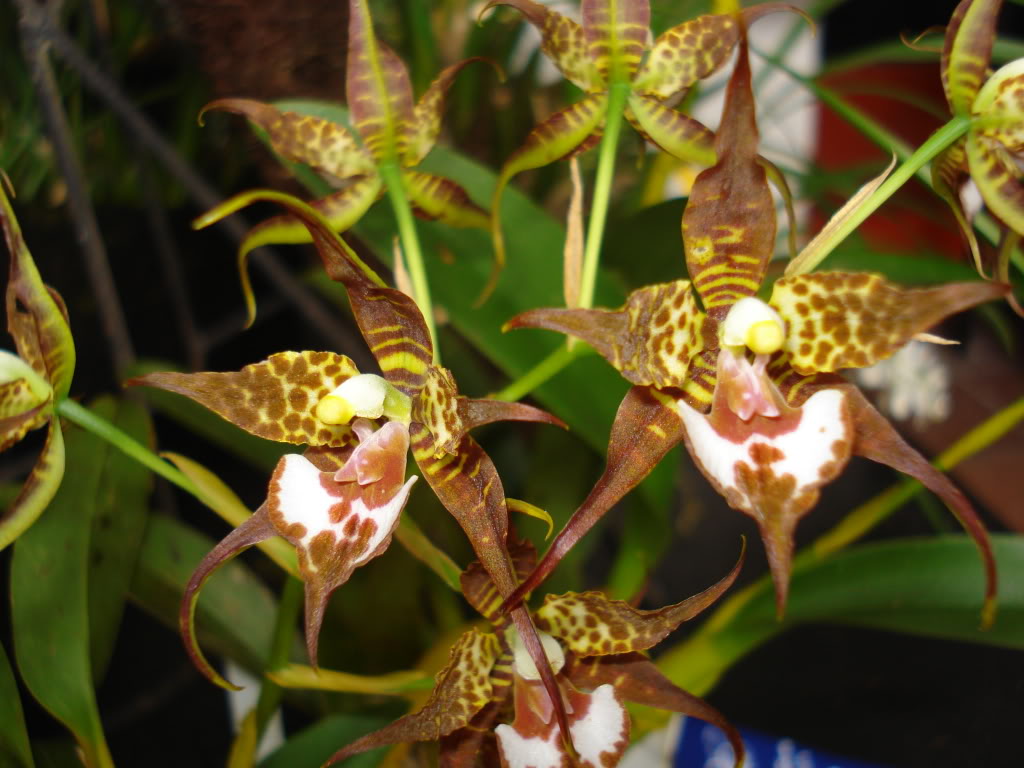 miamiorquis379.jpg