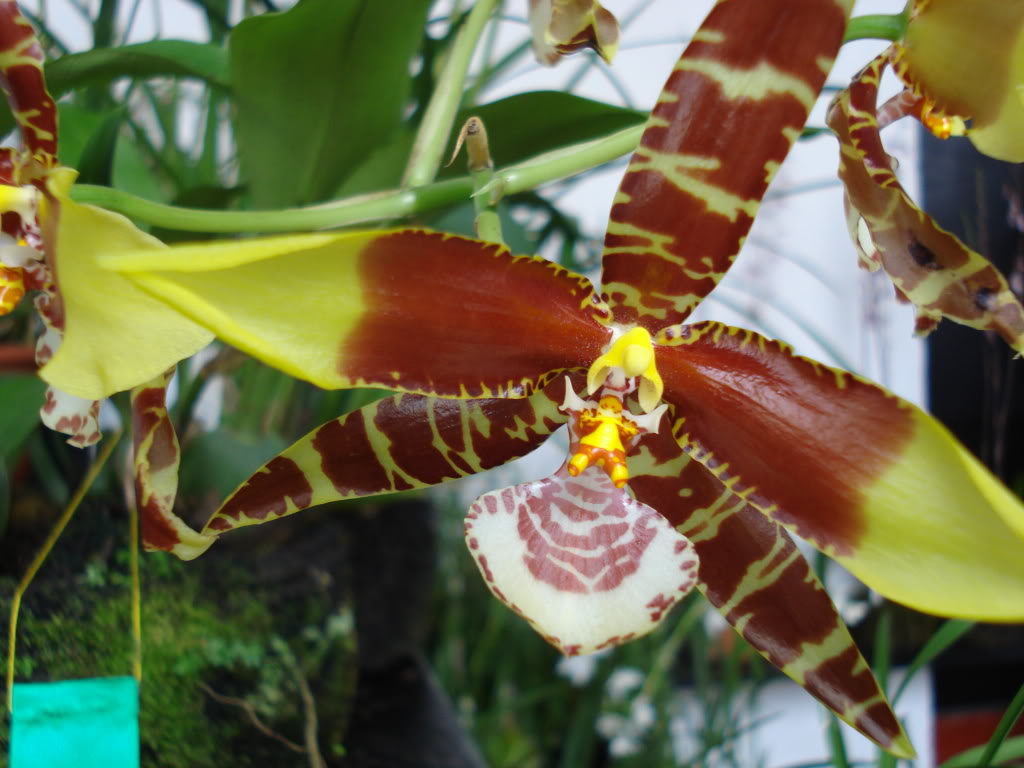 miamiorquis380.jpg