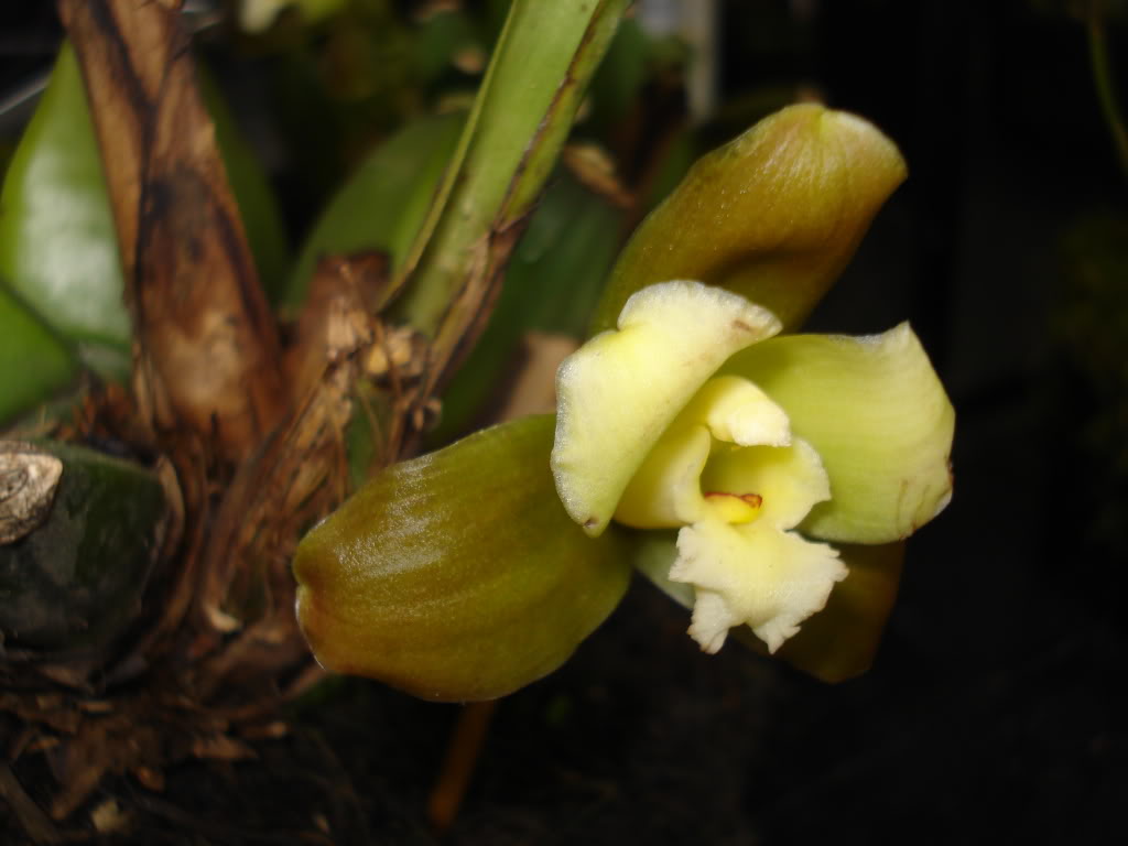 miamiorquis381.jpg