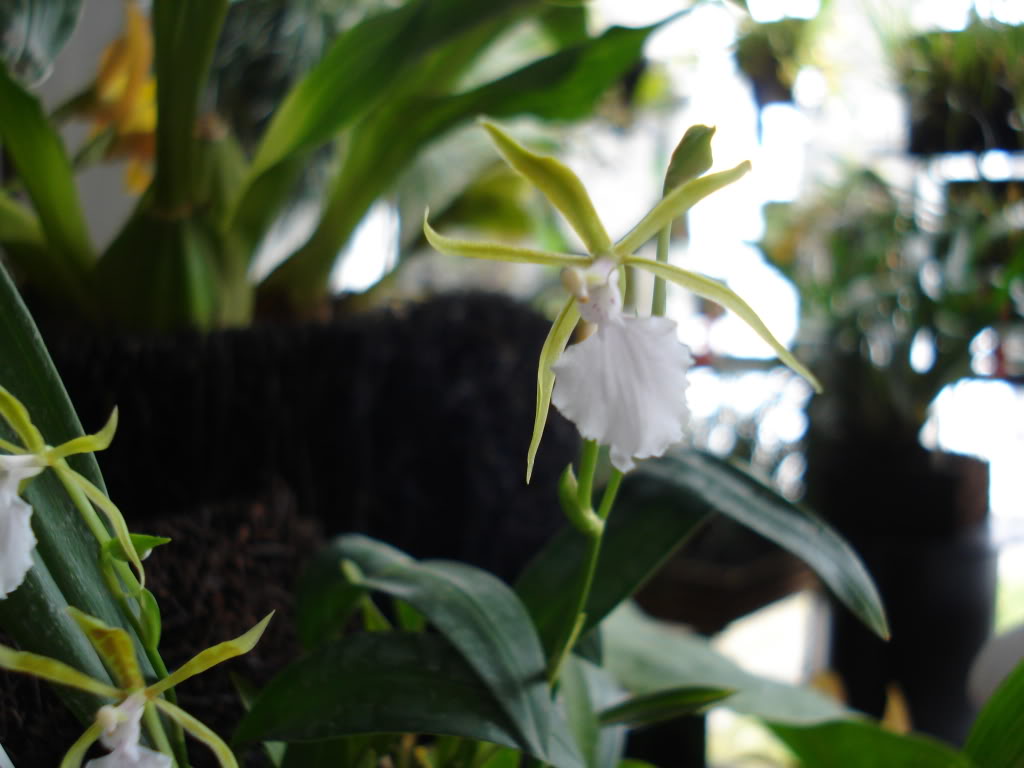 miamiorquis384.jpg