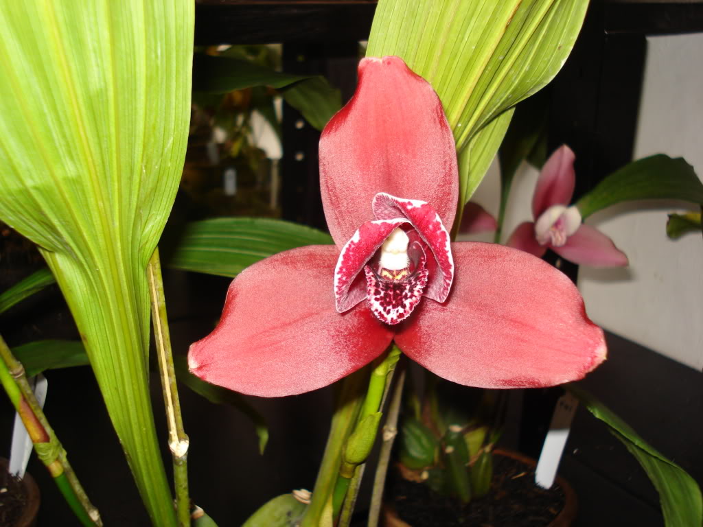 miamiorquis385.jpg