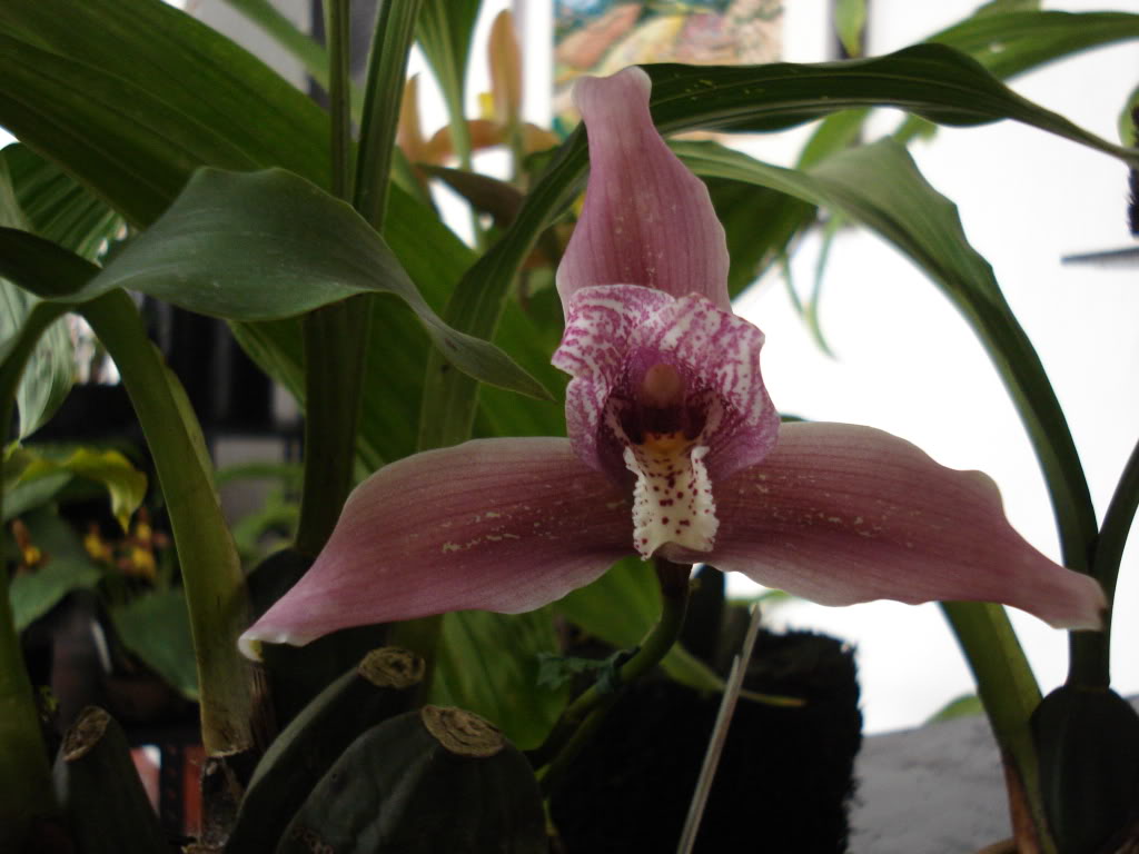 miamiorquis386.jpg