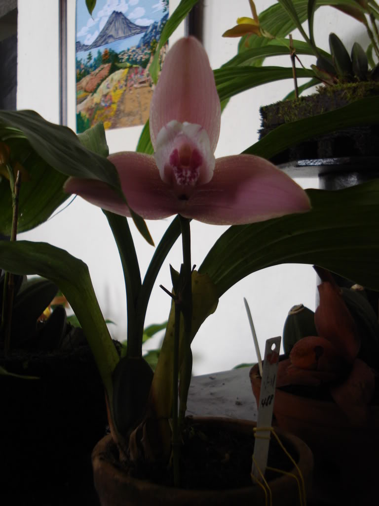 miamiorquis387.jpg
