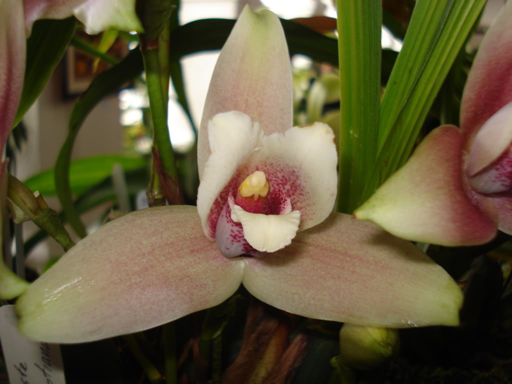 miamiorquis389.jpg