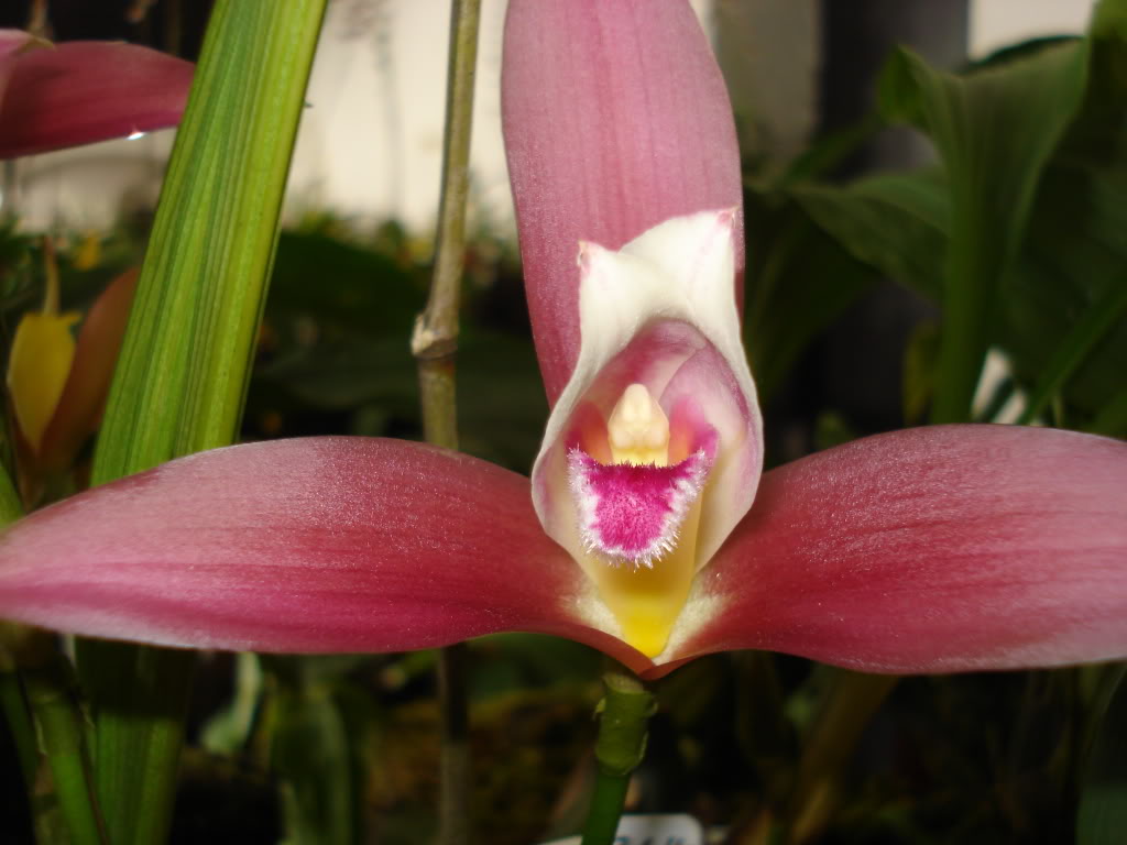 miamiorquis390.jpg