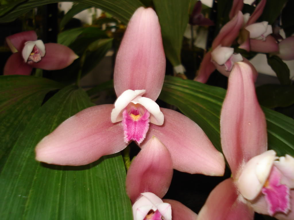 miamiorquis391.jpg