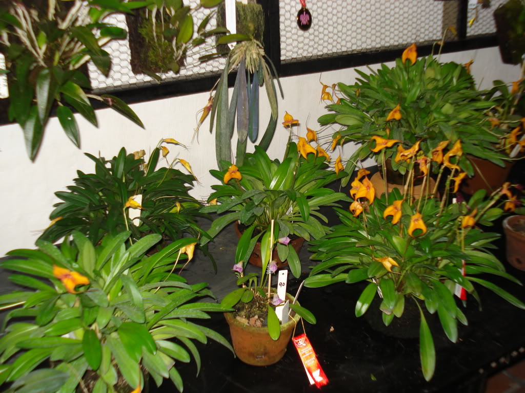 miamiorquis392.jpg