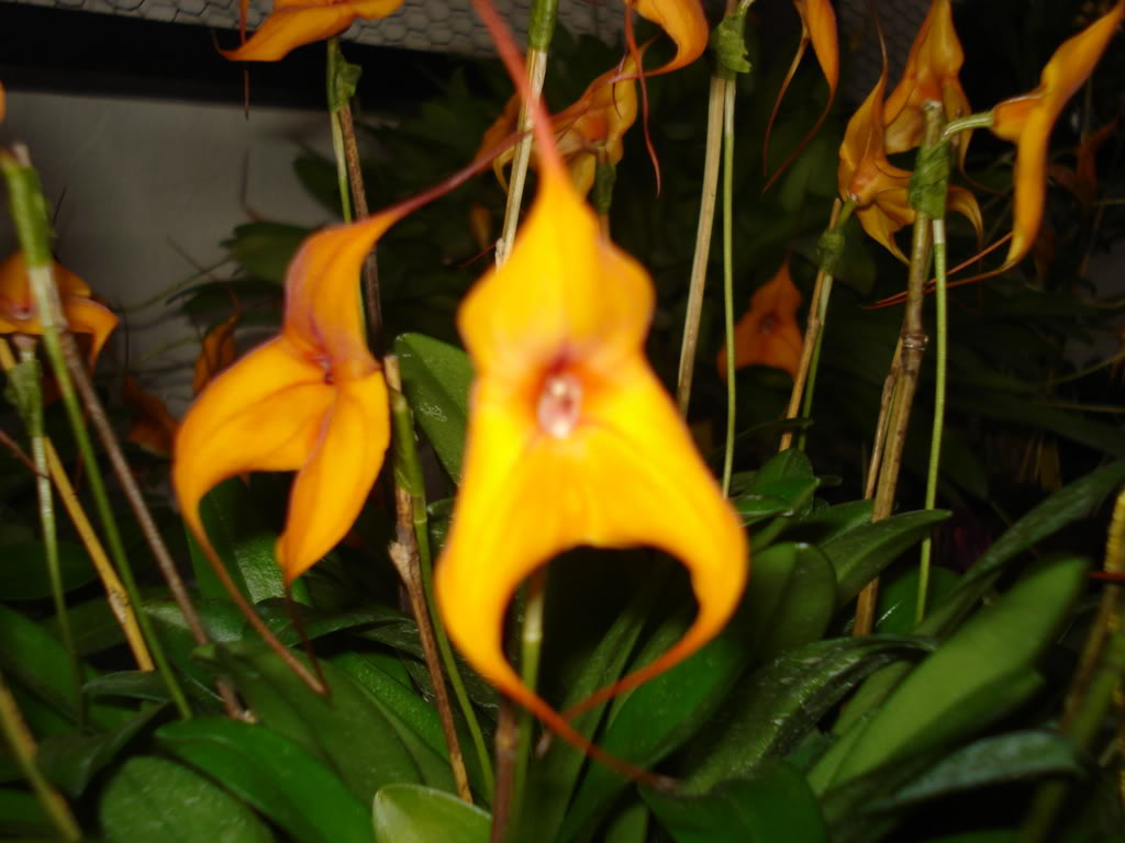 miamiorquis393.jpg