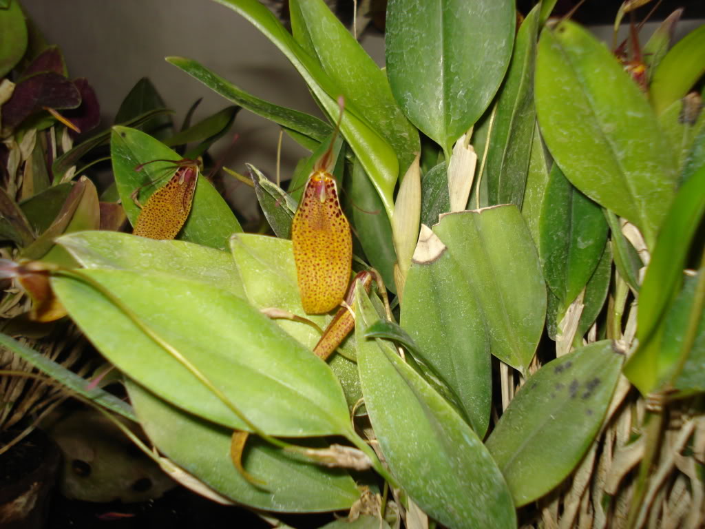 miamiorquis396.jpg