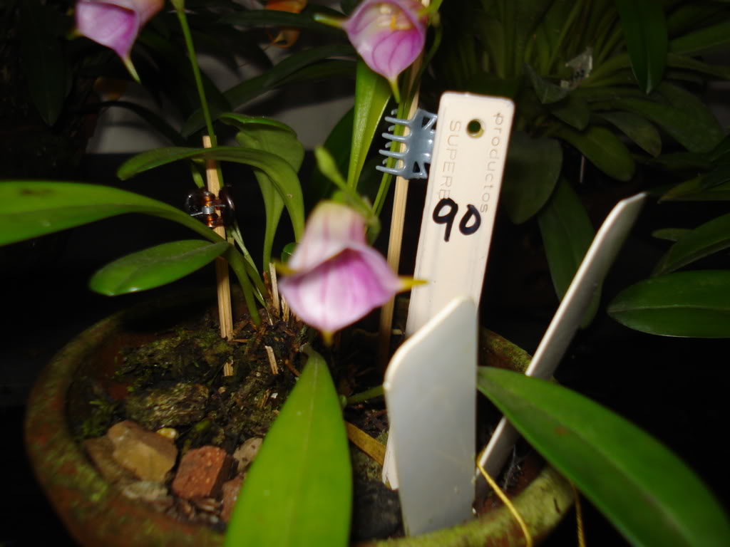 miamiorquis400.jpg